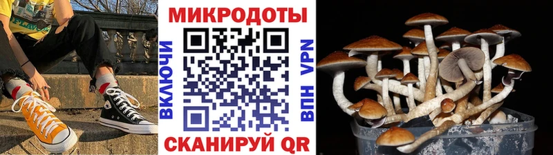 Псилоцибиновые грибы Psilocybe  Калач-на-Дону 